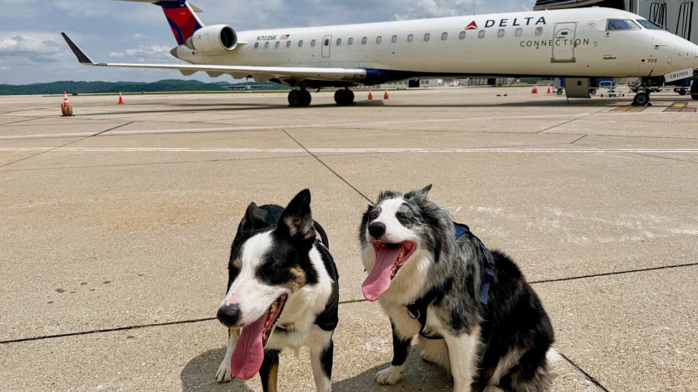 meet-hercules-and-ned,-the-border-collies-fending-off-wildlife-at-west-virginia’s-busiest-airport