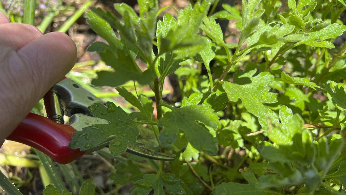 chelsea-chop-is-the-catchy-new-name-for-a-classic-gardening-technique
