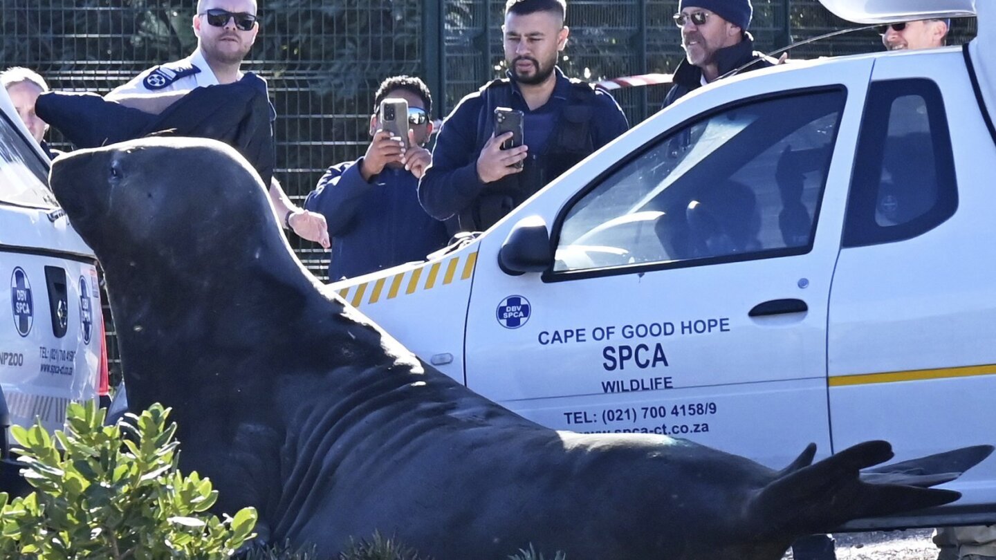 ‘how-did-you-get-here?’-a-large-elephant-seal-is-found-lumbering-along-a-south-african-street