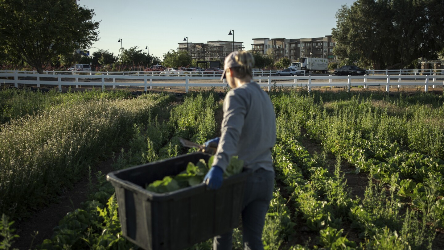 a-little-bit-of-farm,-a-little-bit-of-suburbia:-that’s-the-recipe-for-agritopia