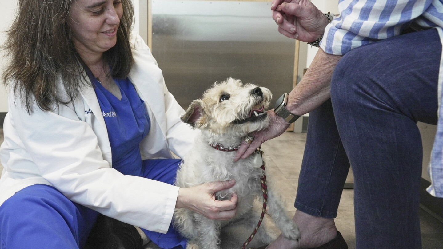 dogs-and-cats-can-also-suffer-from-allergies,-but-there-are-ways-to-help-our-furry-friends