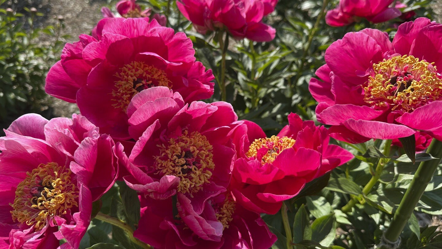 bustling-crowds-and-bus-rides-are-part-of-the-annual-peony-pilgrimage-to-michigan