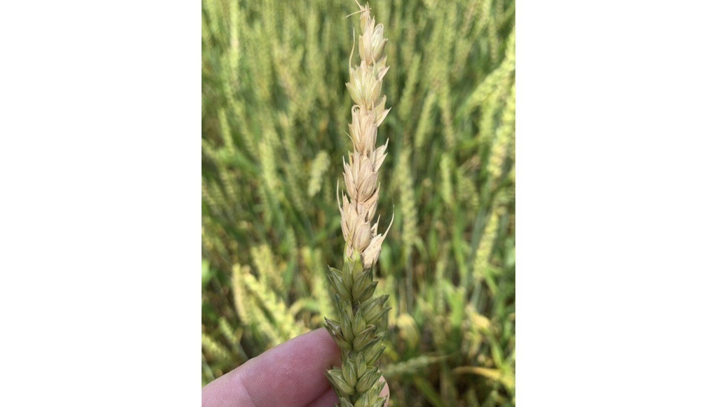 what-is-fusarium-graminearum,-the-fungus-us-authorities-say-was-smuggled-in-from-china?