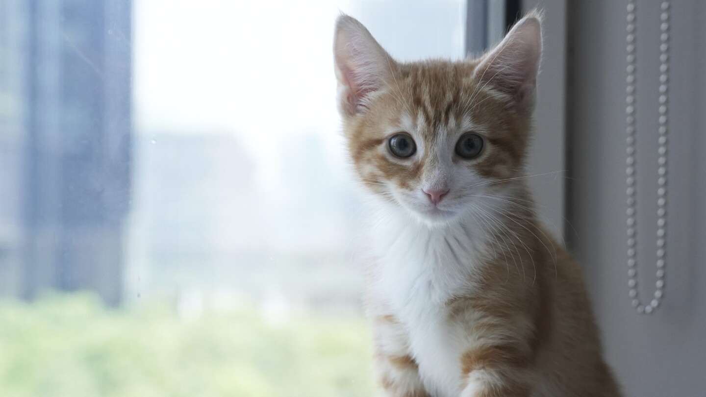 welcome-to-kitten-season,-when-animal-shelters-need-all-the-help-they-can-get