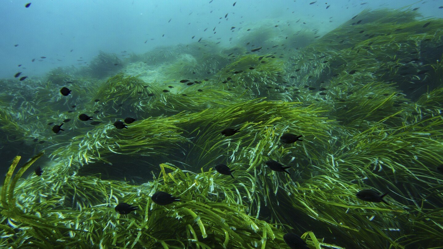 as-the-un-ocean-conference-opens-in-france,-a-push-to-turn-promises-into-protection