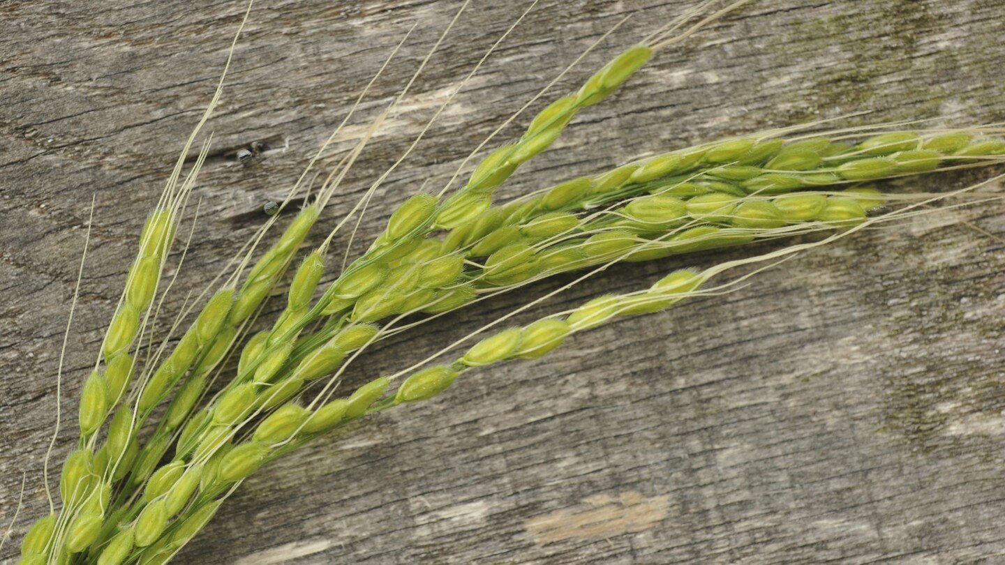 want-to-grow-your-own-rice?-a-step-by-step-guide-for-adventurous-gardeners