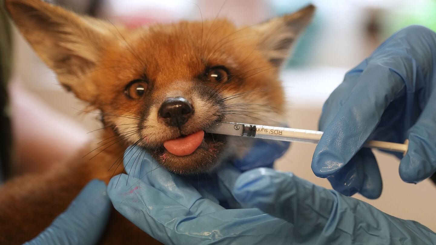 in-london,-the-fox-has-its-own-ambulance-service-when-it-needs-help