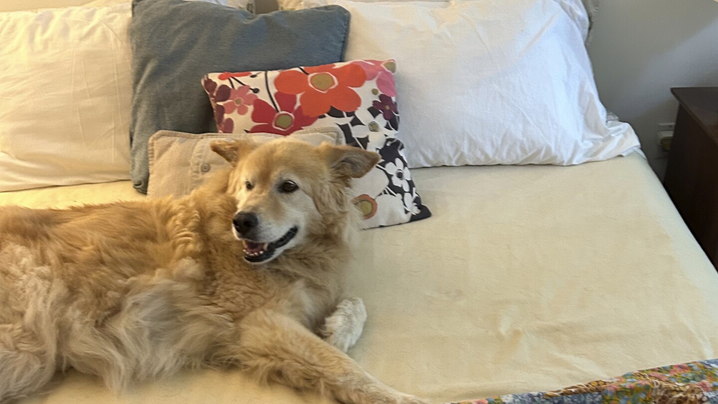 should-you-let-your-pets-sleep-on-the-bed?-does-it-even-matter-what-the-experts-say?