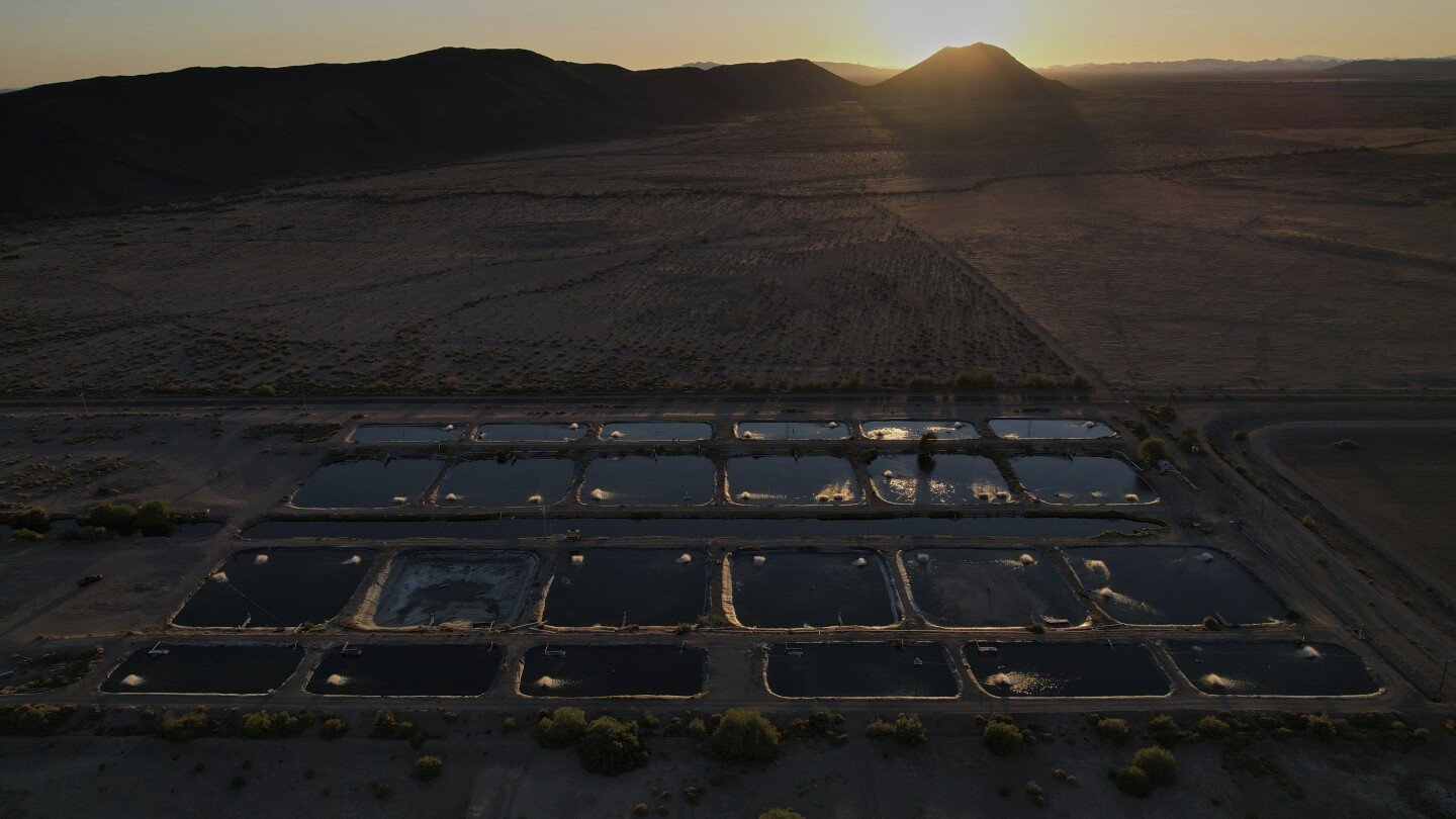 in-the-arizona-desert,-a-farm-raising-fish-raises-questions-about-water-use