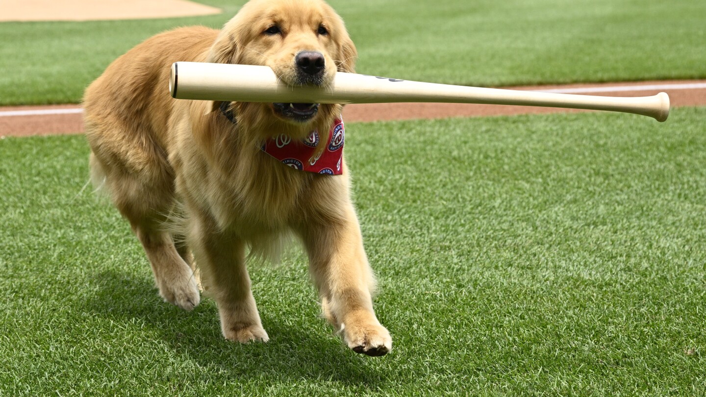 nationals’-bat-retrieving-dog-bruce-laps-up-pregame-attention,-makes-mlb-debut
