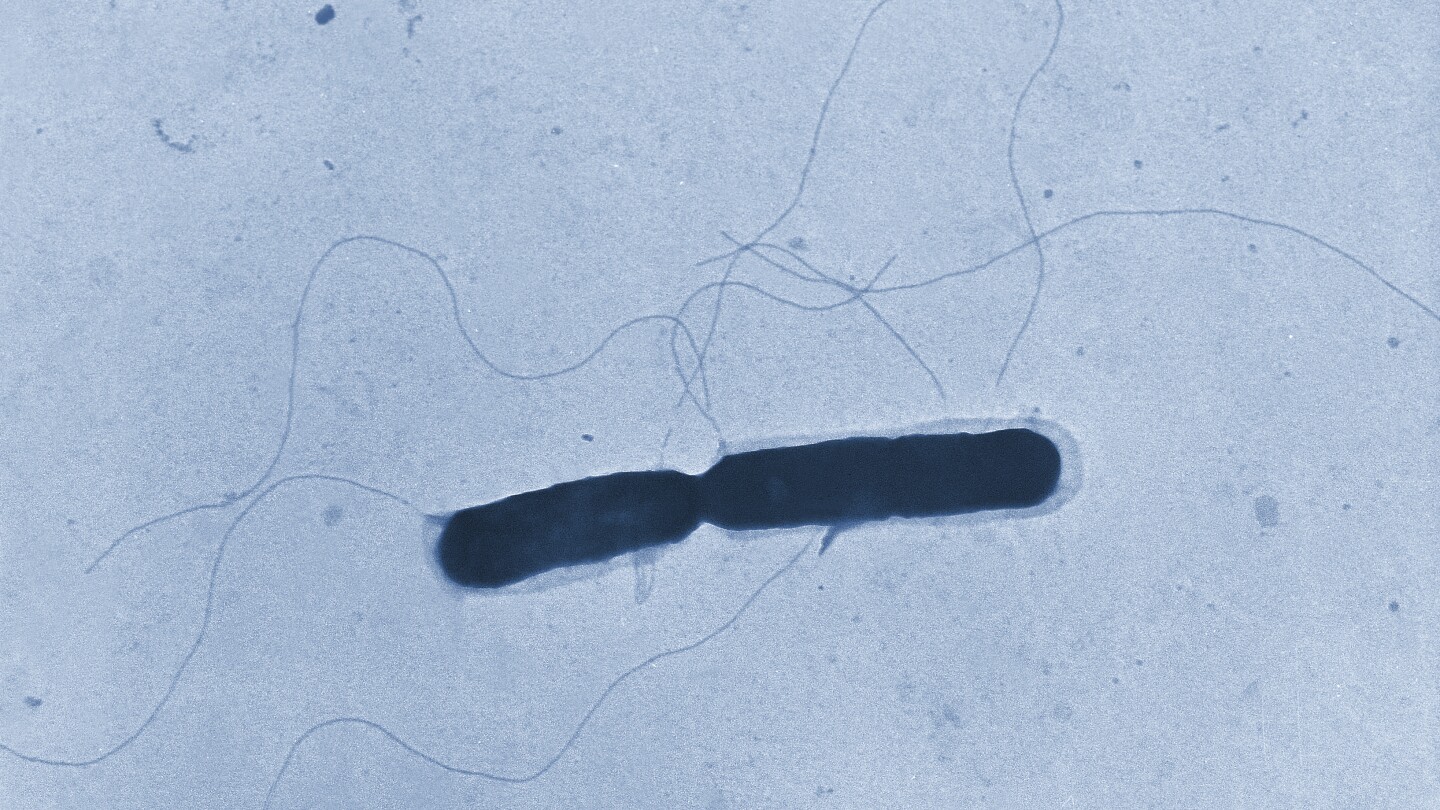 deadly-listeria-outbreak-linked-to-chicken-alfredo-fettucine-sold-at-kroger-and-walmart