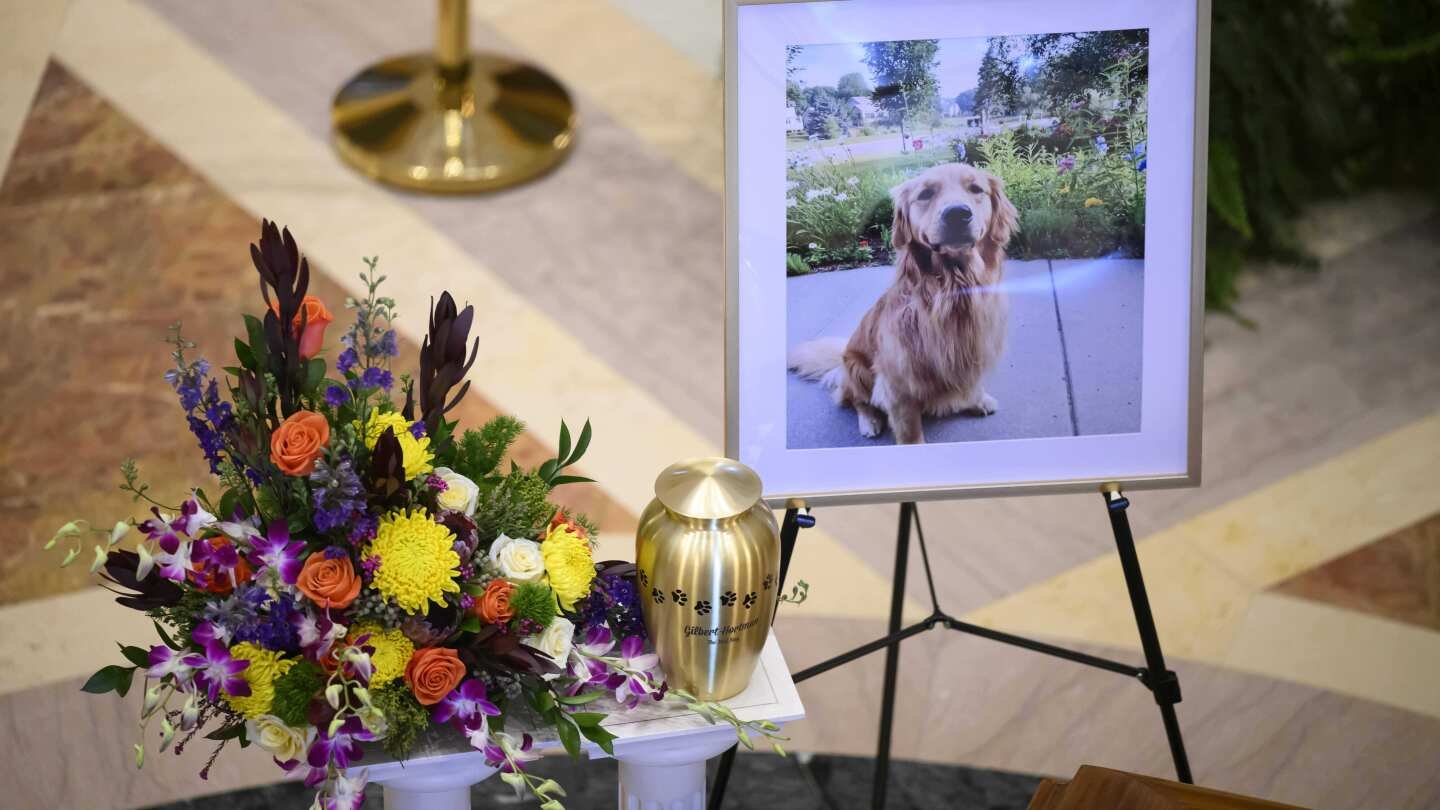 a-slain-minnesota-lawmaker’s-beloved-dog,-gilbert,-stays-with-her-as-she-and-her-spouse-lie-in-state