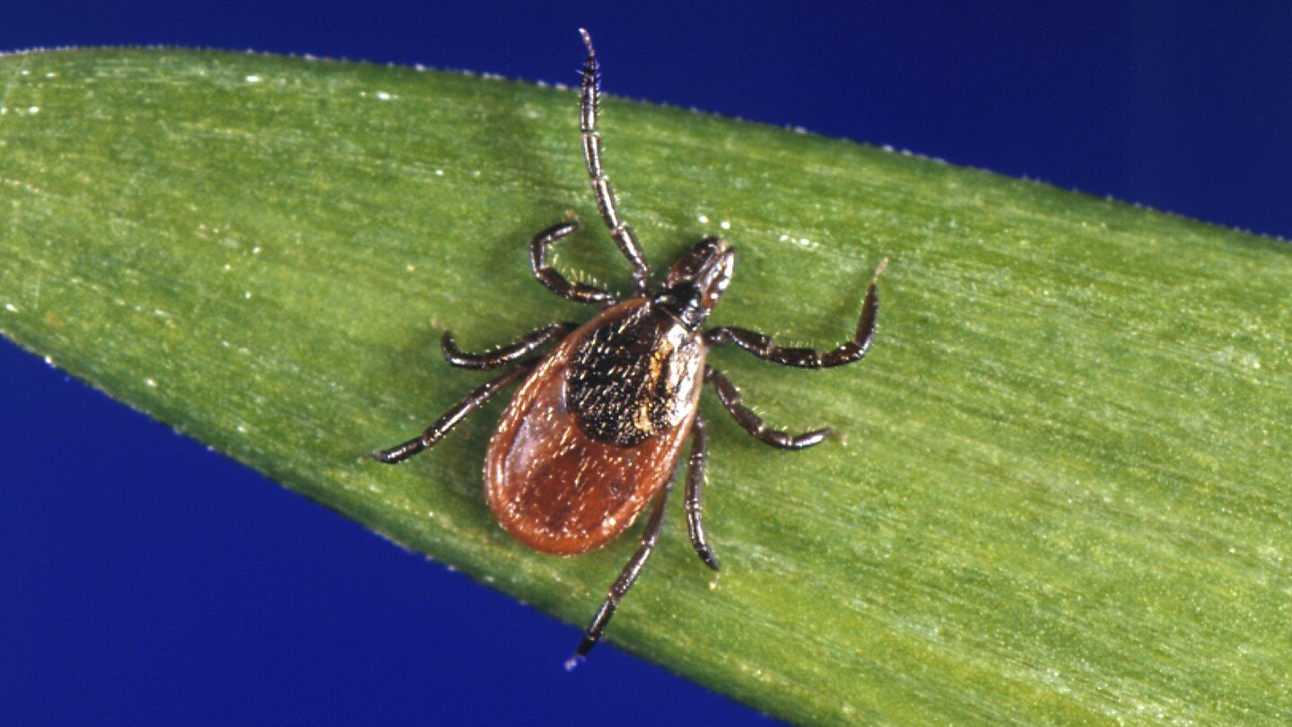 how-to-protect-yourself-from-ticks-year-round