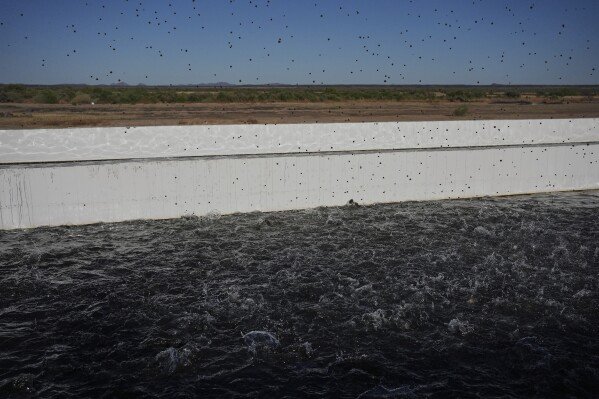 Fish food flies into a pond Saturday, April 19, 2025, at a Mainstream USA fish farm in Dateland, Ariz. (AP Photo/Joshua A. Bickel)