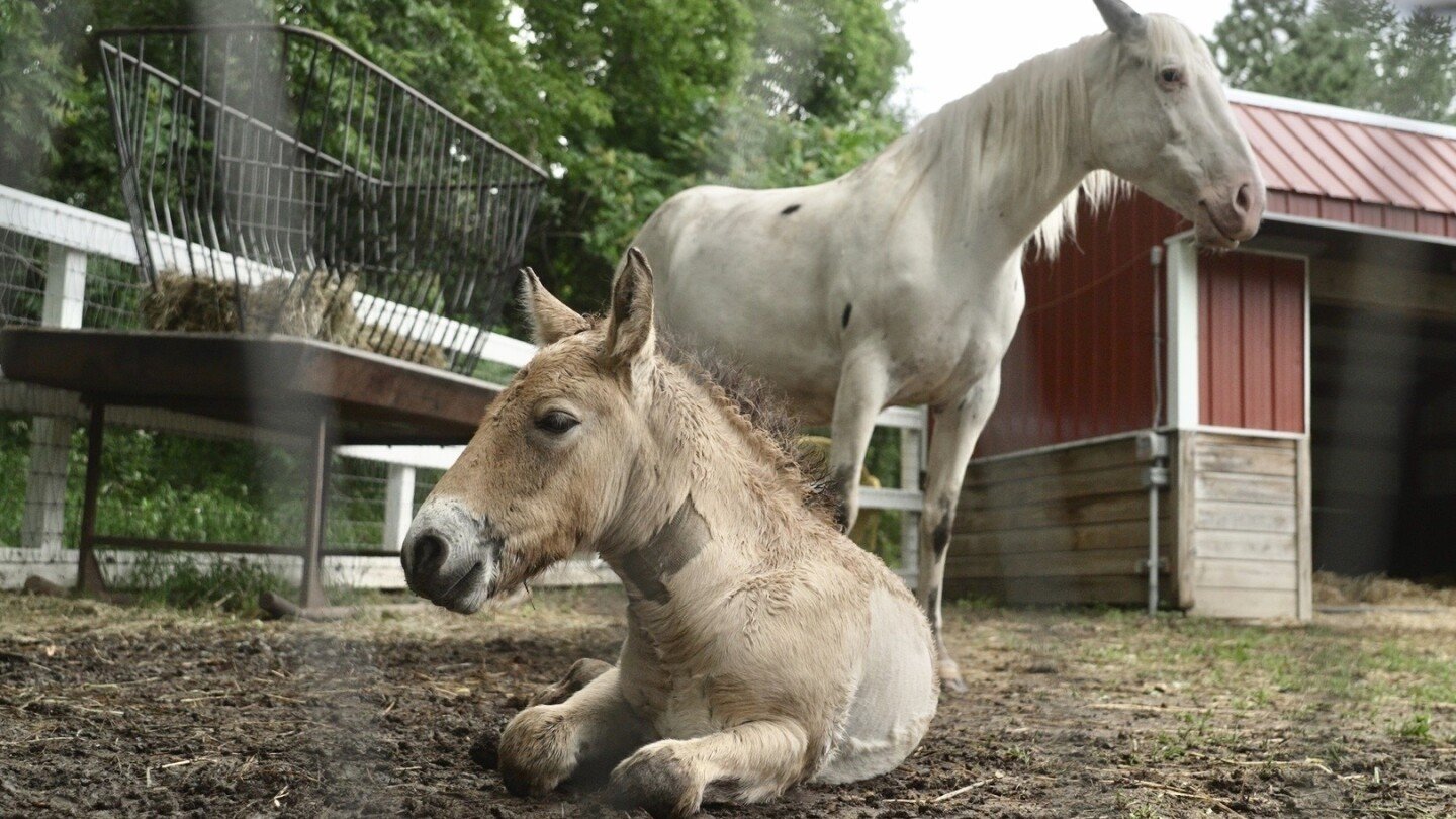 rejected-by-his-mother,-a-rare-wild-asian-horse-foal-finds-a-new-mom-in-a-grieving-domestic-mare