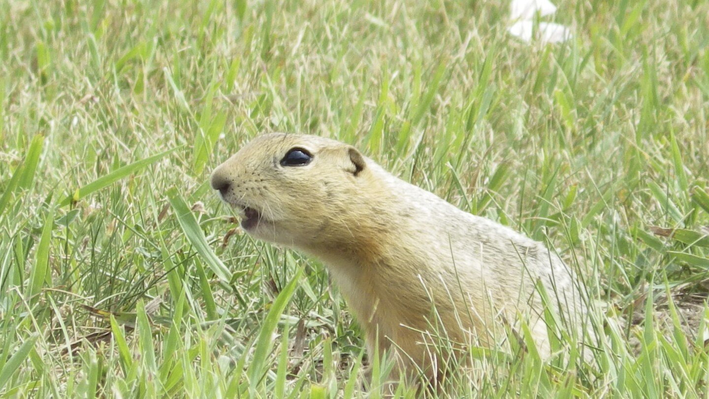 ground-squirrels-are-taking-over-a-north-dakota-city-and-officials-are-not-amused