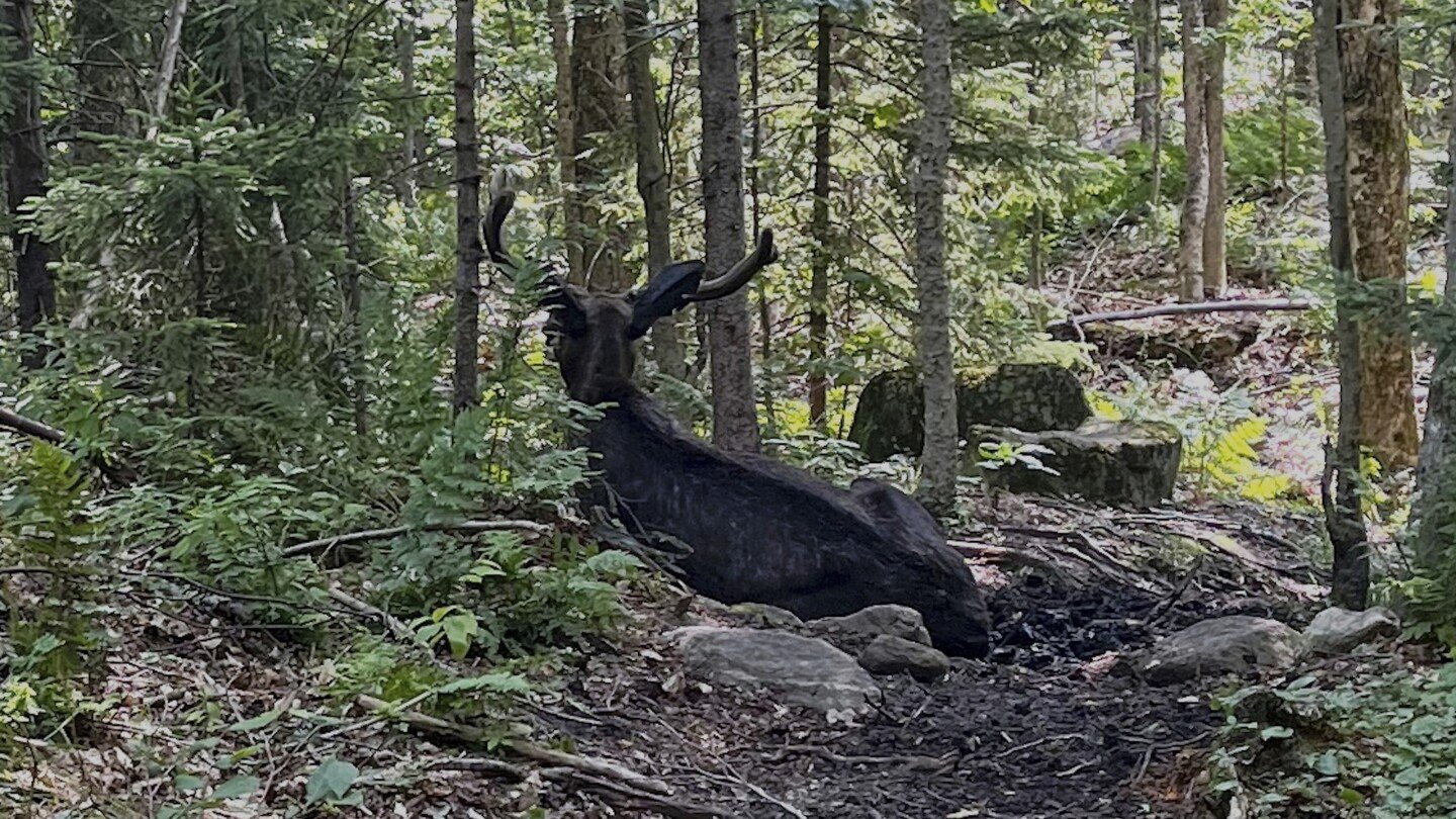 a-bull-moose-is-blocking-a-new-york-mountain-trail.-wildlife-researchers-don’t-know-why