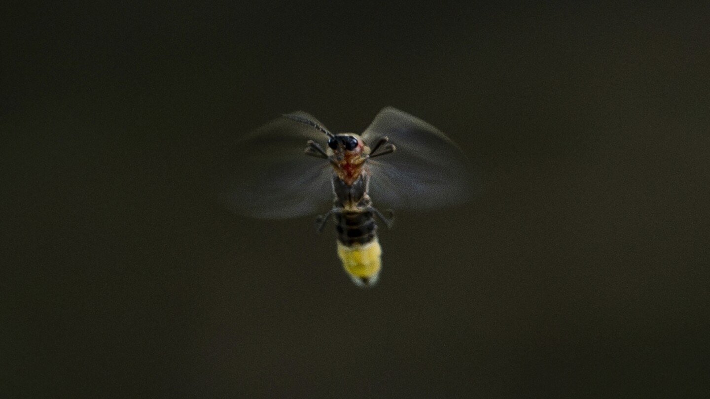 fireflies-are-lighting-up-summer-skies.-but-the-glowing-bugs-are-still-on-the-decline