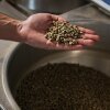 Yerxa holds some green coffee beans before they get roasted at Lost Sock Roasters in Washington, DC.