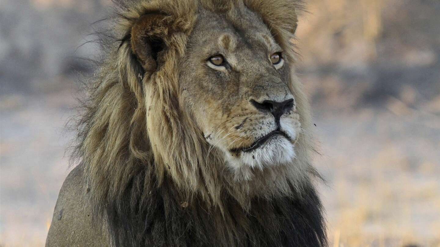 a-trophy-hunter-killed-a-lion-in-zimbabwe-that-was-part-of-a-research-project,-sparking-anger