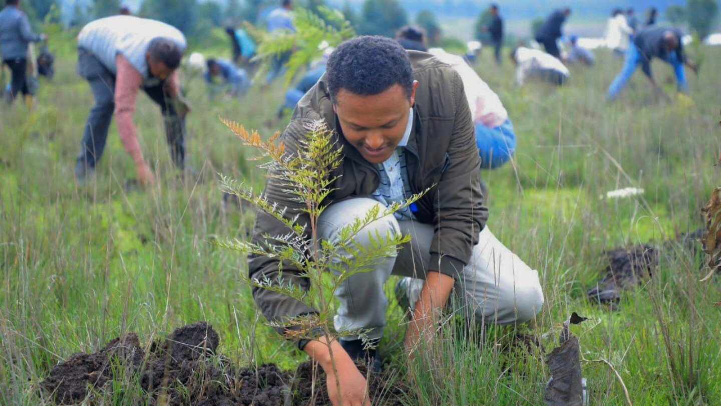ethiopia’s-national-tree-campaign-underway-with-aim-to-plant-700-million-seedlings-in-one-day