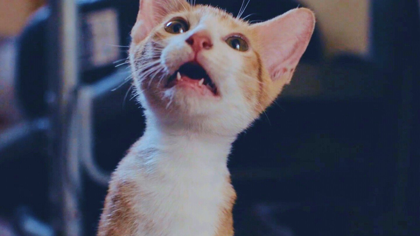 now-playing-in-movie-theaters:-73-minutes-of-cat-videos,-for-a-good-cause
