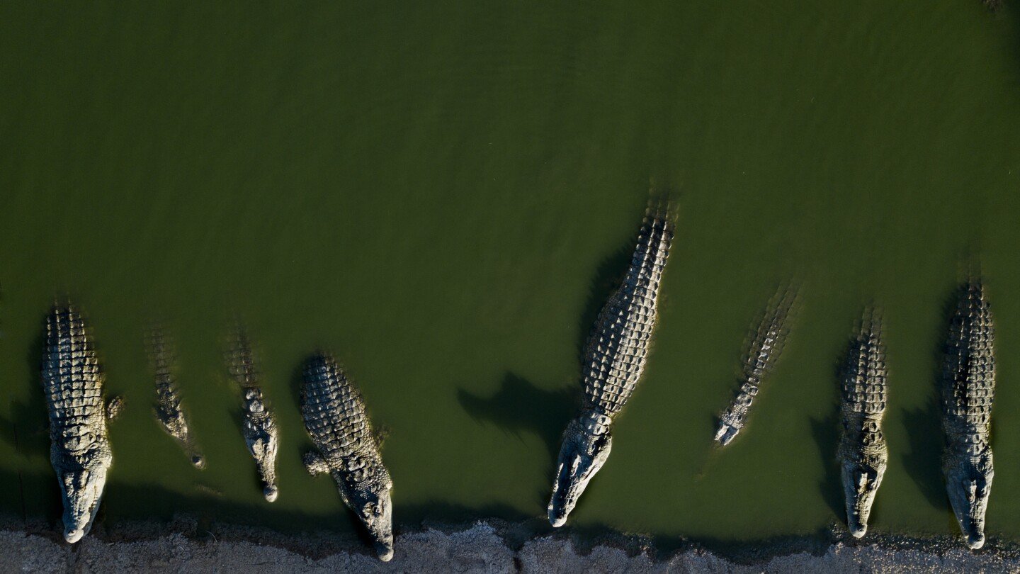 israel-euthanizes-crocodiles-after-repeated-escapes-and-inhumane-treatment