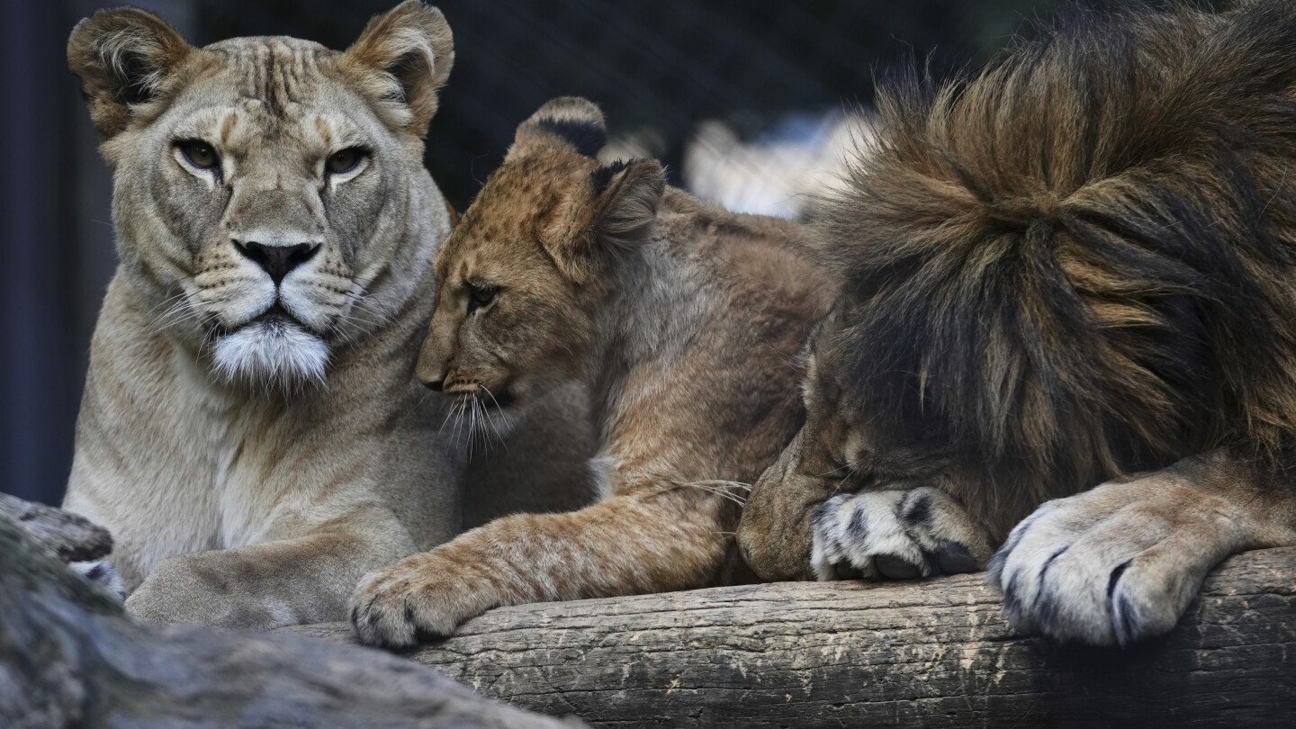 czech-zoo-welcomes-4-rare-barbary-lion-cubs-whose-population-is-extinct-in-the-wild