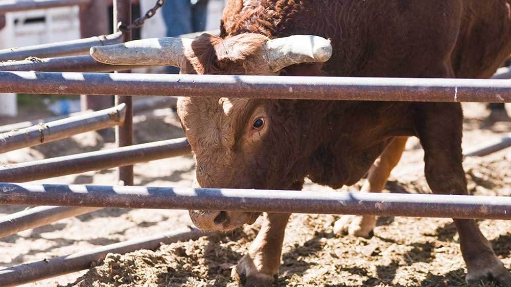 five-new-buys-despite-market-fade;-more-big-movers-late