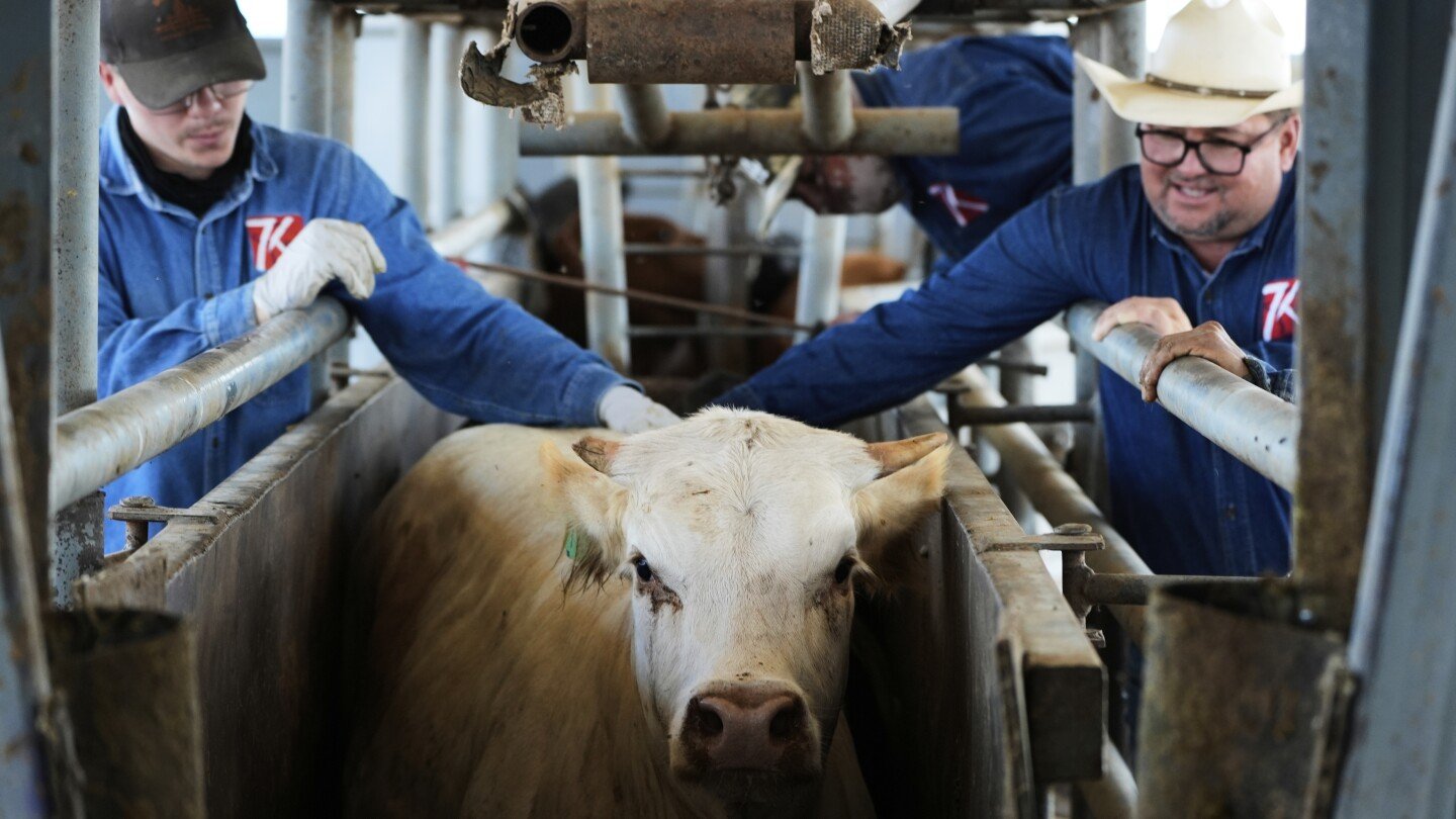 the-us-plans-to-build-a-$750m-fly-factory-in-texas-to-stop-a-flesh-eating-cattle-parasite