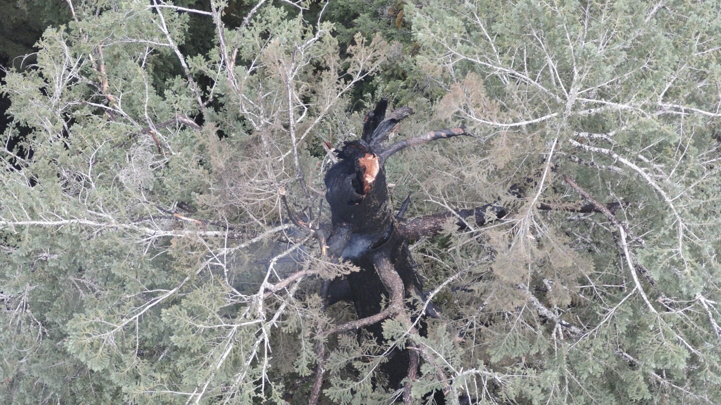 a-fire-is-burning-one-of-the-world’s-tallest-trees-near-the-oregon-coast