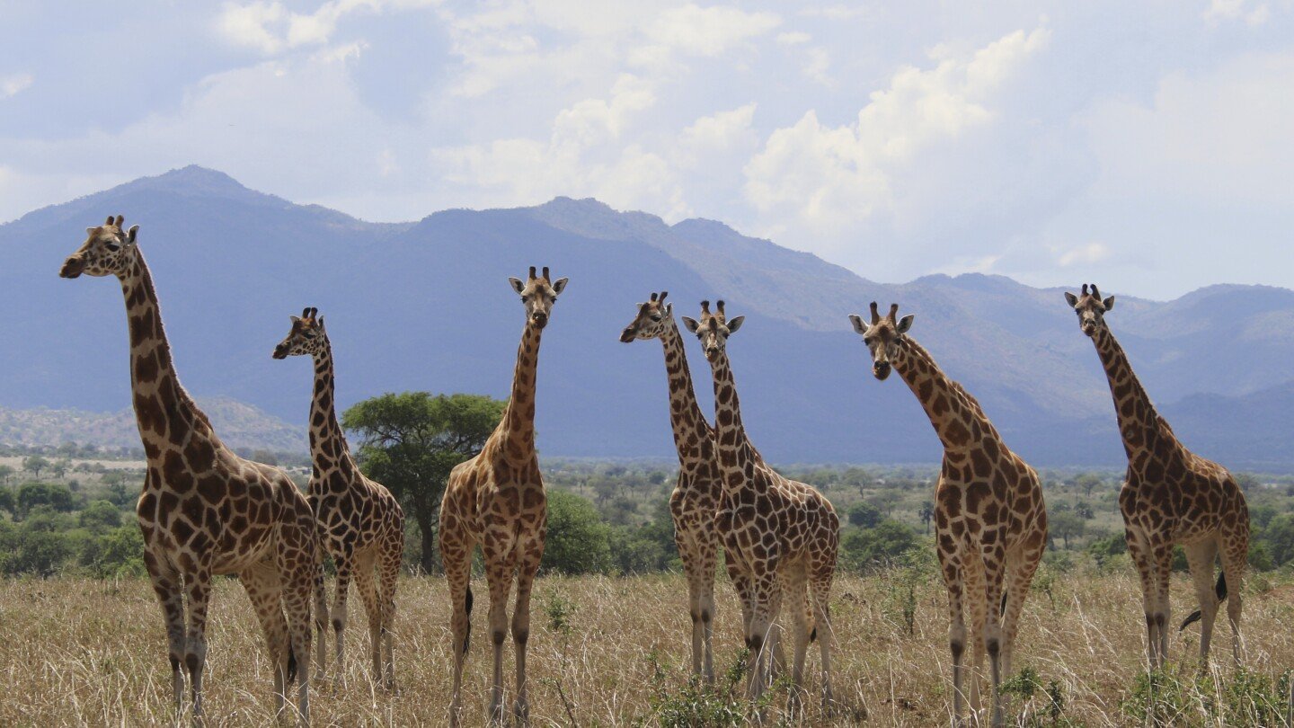how-many-giraffe-species-are-in-africa?-new-scientific-analysis-quadruples-the-count