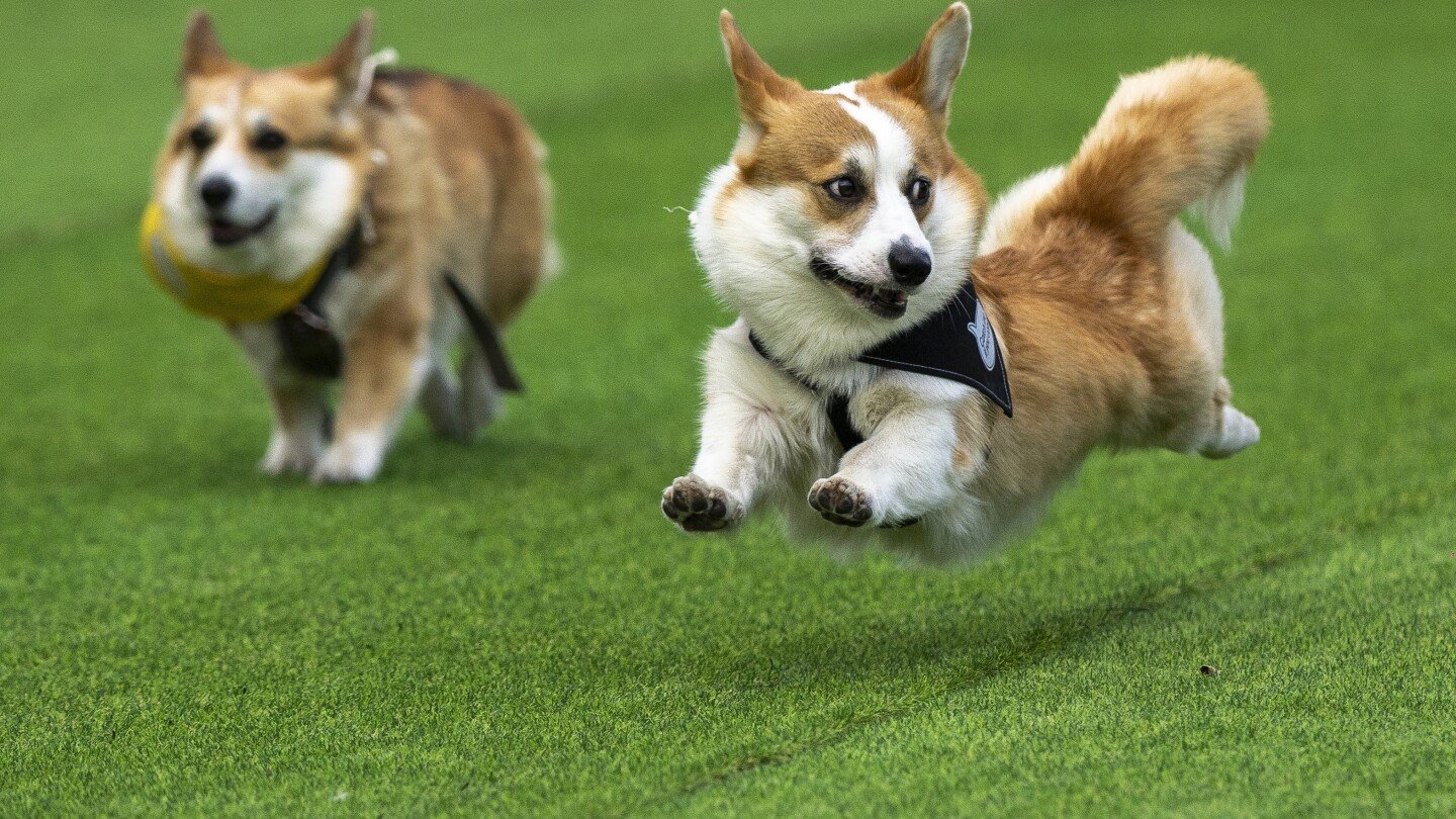 little-legs,-big-dreams:-more-than-100-teams-compete-in-lithuania’s-international-corgi-race