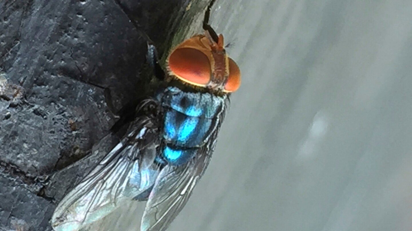 person-in-us-is-diagnosed-with-new-world-screwworm-parasite