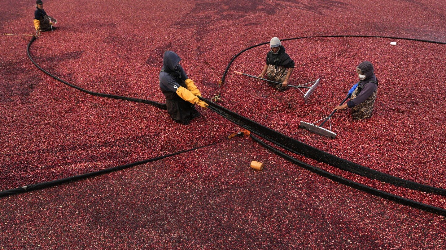 massachusetts-cranberry-bogs-are-being-given-a-second-life-as-vibrant-wetlands