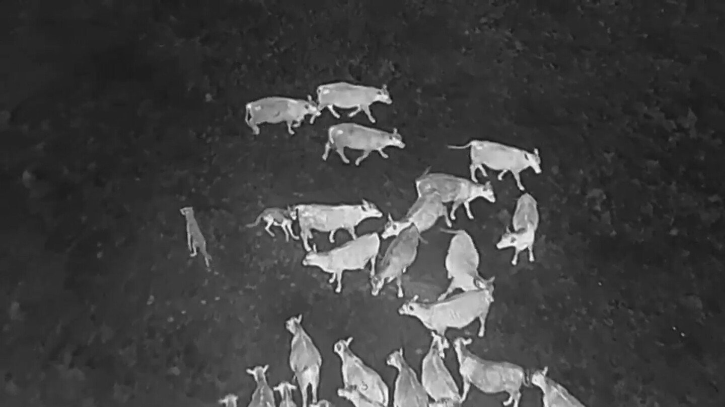 drones-blasting-ac/dc-and-scarlett-johannson-are-helping-biologists-protect-cattle-from-wolves