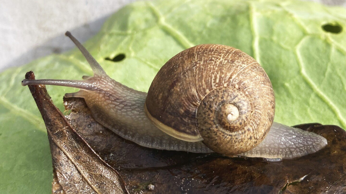 ned-the-snail-has-looks,-patience-and-absolutely-no-luck-in-love