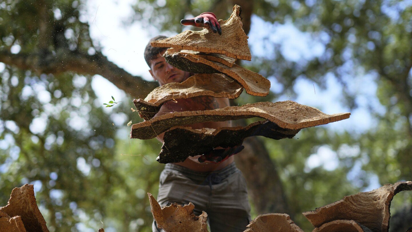 the-cork-in-your-wine-bottle-is-one-of-very-few-products-that-dodged-trump’s-tariffs