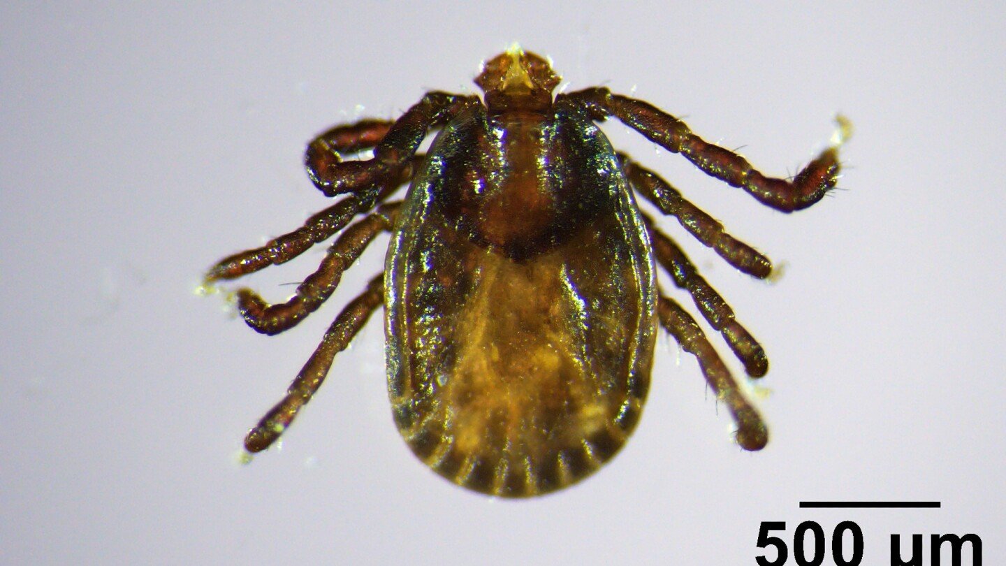invasive,-disease-carrying-tick-found-in-maine,-the-farthest-northeast-it-has-been-spotted