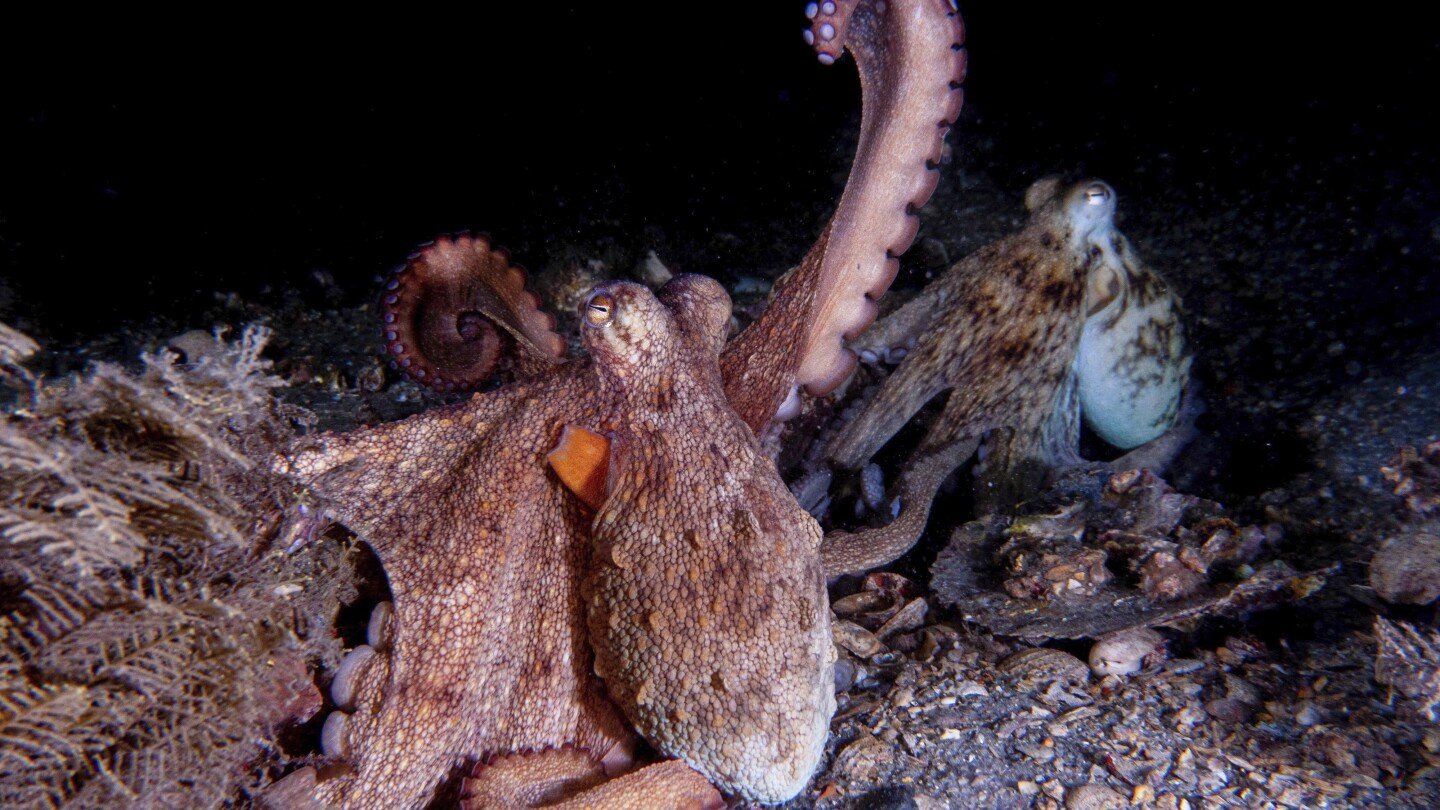 how-to-use-8-arms?-octopuses-tend-to-explore-with-their-front-limbs