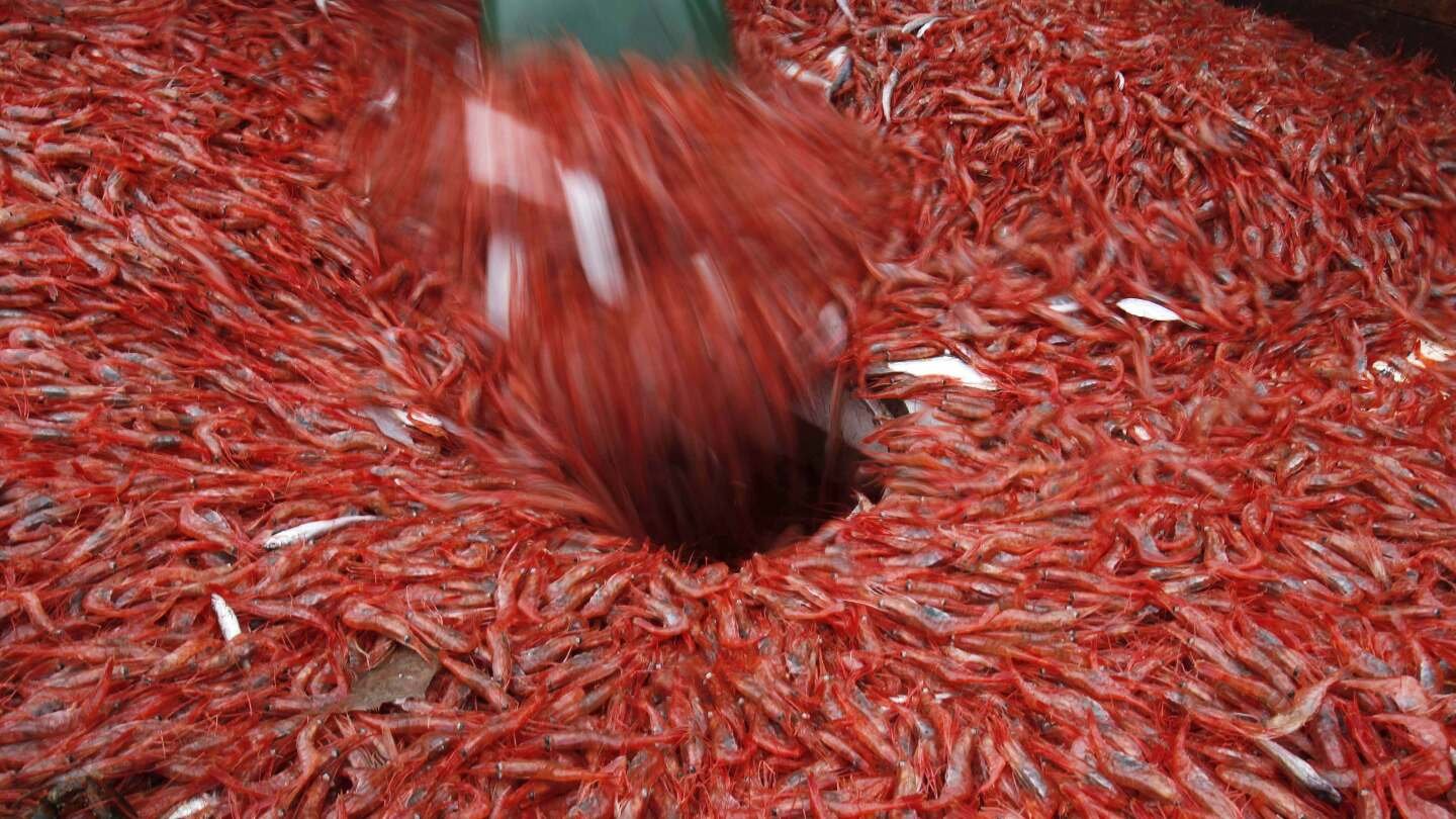 new-england’s-shrimp-industry-is-struggling,-with-fishermen-catching-few-in-2025