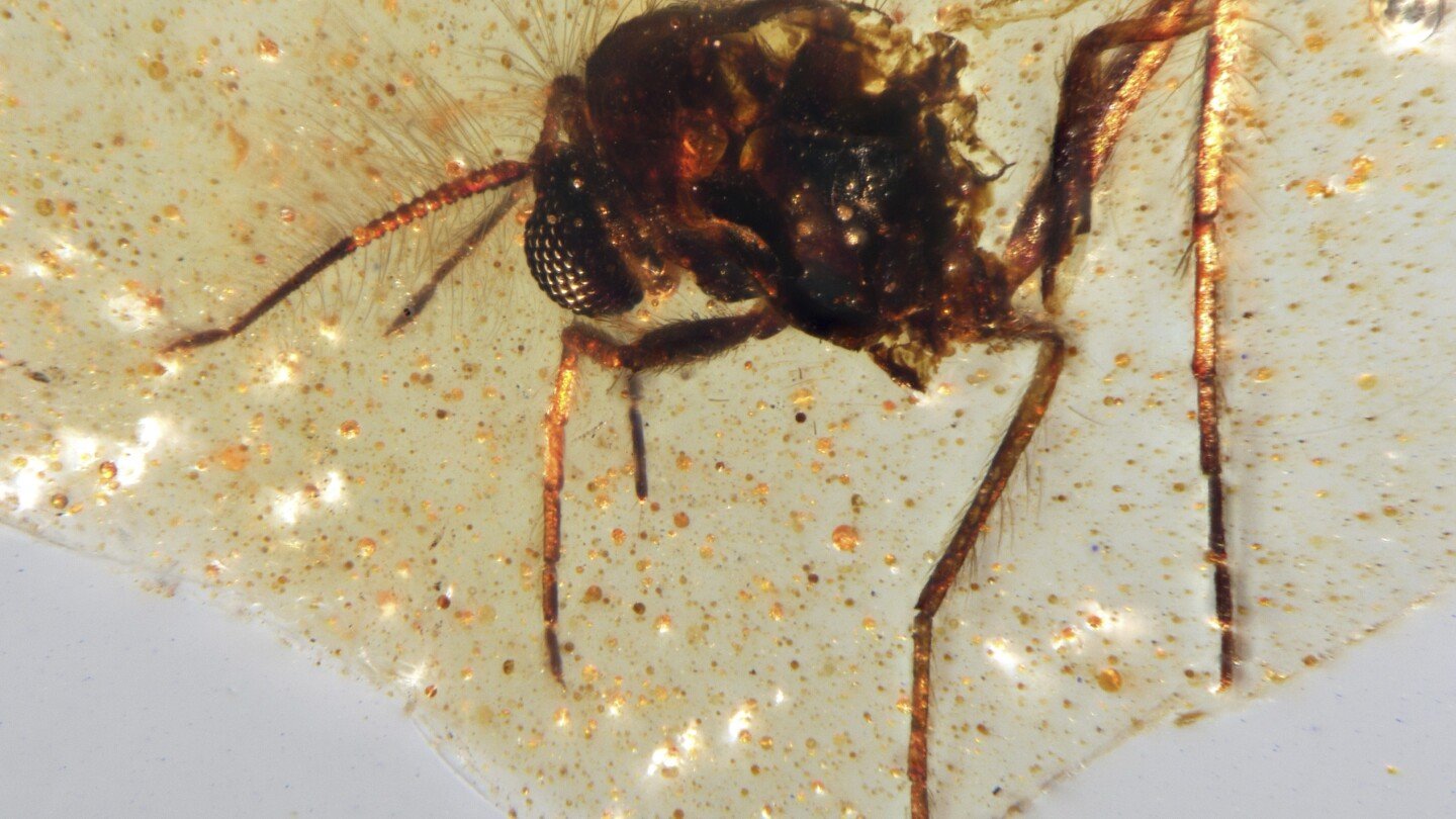 discovery-of-insects-trapped-in-amber-sheds-light-on-ancient-amazon-rainforest