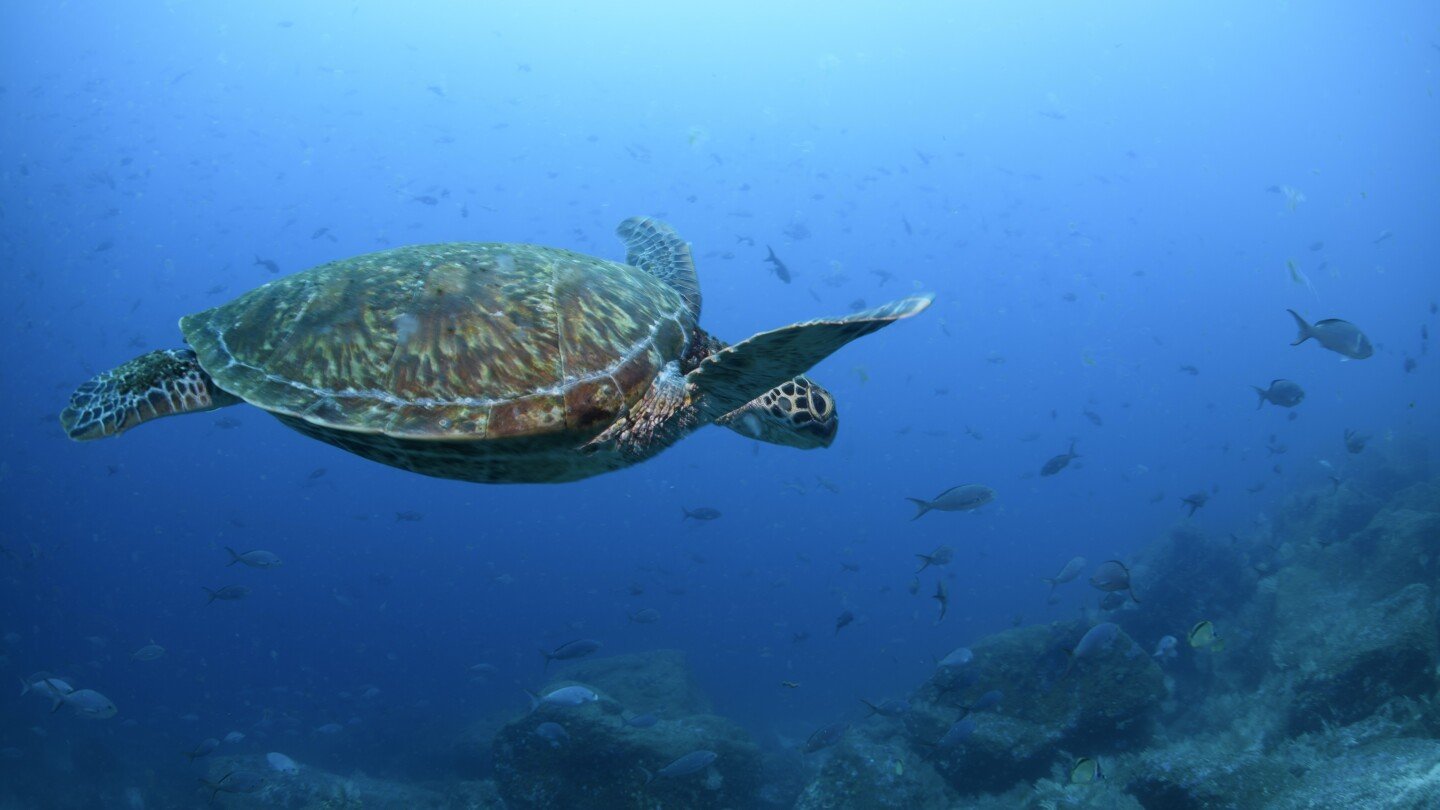 nations-ratify-the-world’s-first-treaty-to-protect-international-waters