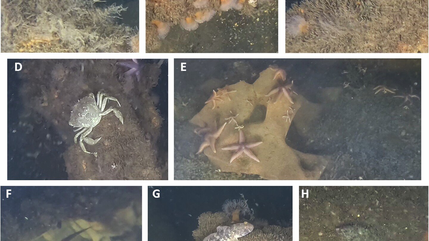 scientists-find-marine-life-thriving-on-world-war-ii-explosives-in-the-baltic-sea