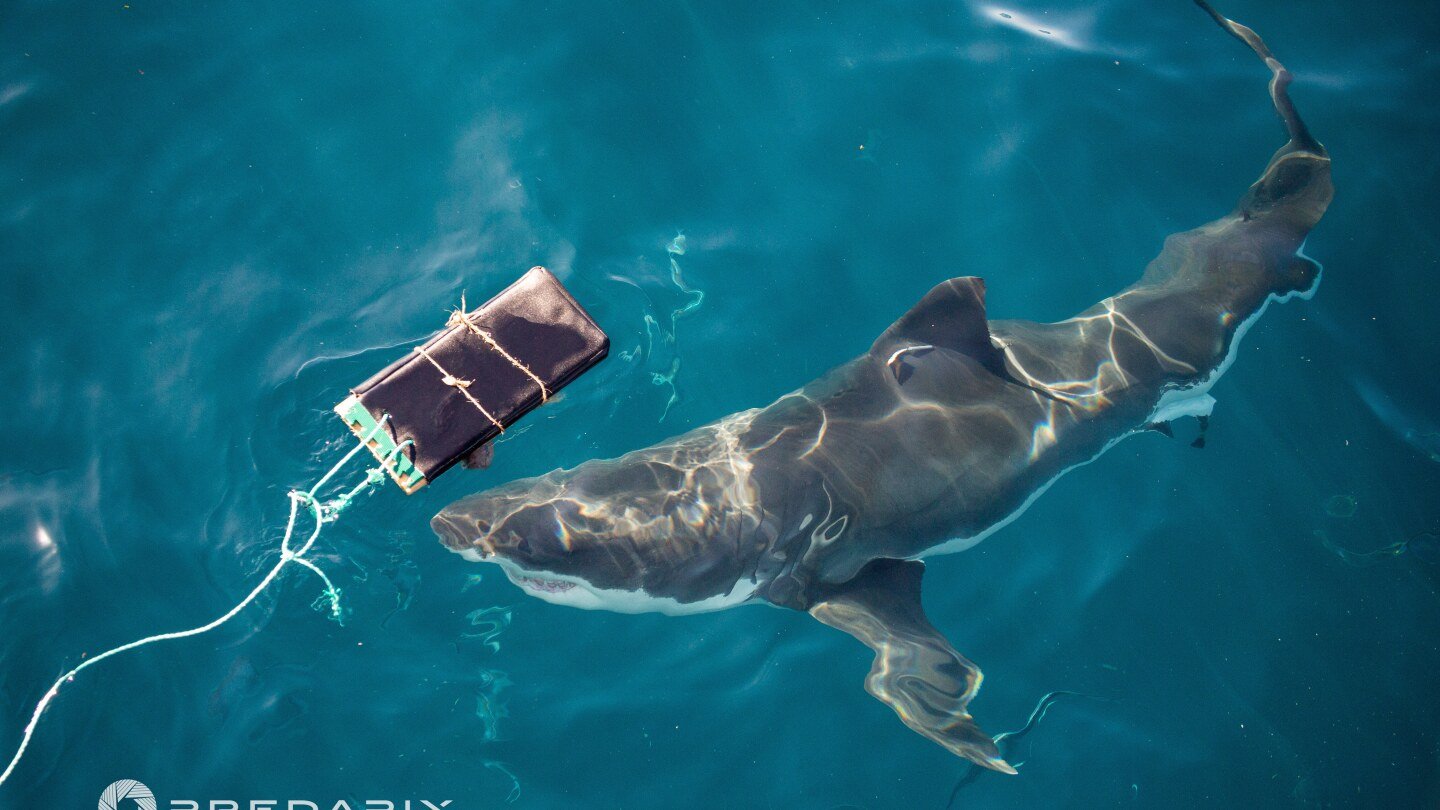 scientists-find-new-bite-resistant-wetsuits-can-reduce-shark-bite-injuries