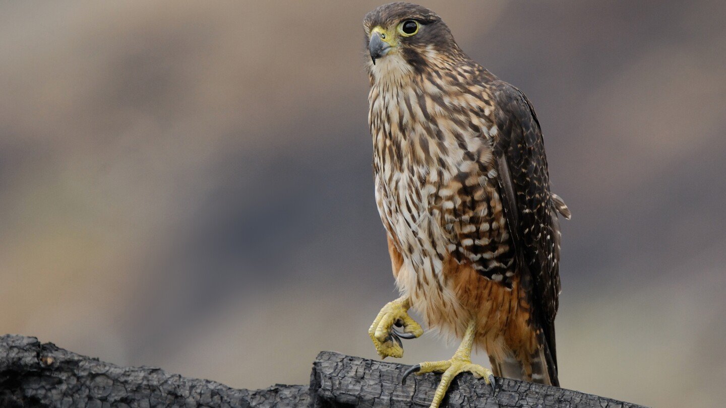 a-raptor-with-no-qualms-about-eating-its-opponents-wins-new-zealand’s-annual-bird-election