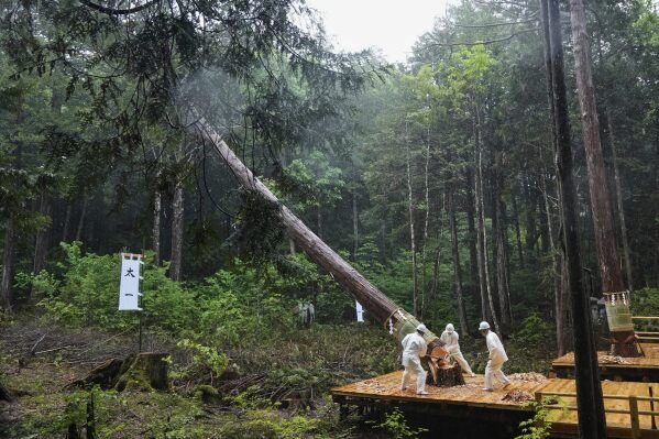 A cypress tree falls as woodcutters use axes to fell it during Misomahajimesai, an early ceremony of the Shikinen Sengu ritual to rebuild main structures of the Ise Jingu shrine for Shinto deities, at the Akasawa national forest in Agematsu, central Japan, Tuesday, June 3, 2025. (AP Photo/Hiro Komae)