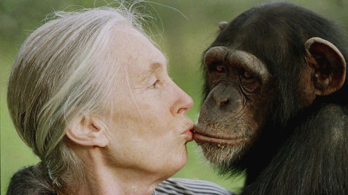 jane-goodall,-conservationist-renowned-for-chimpanzee-research-and-environmental-advocacy,-has-died