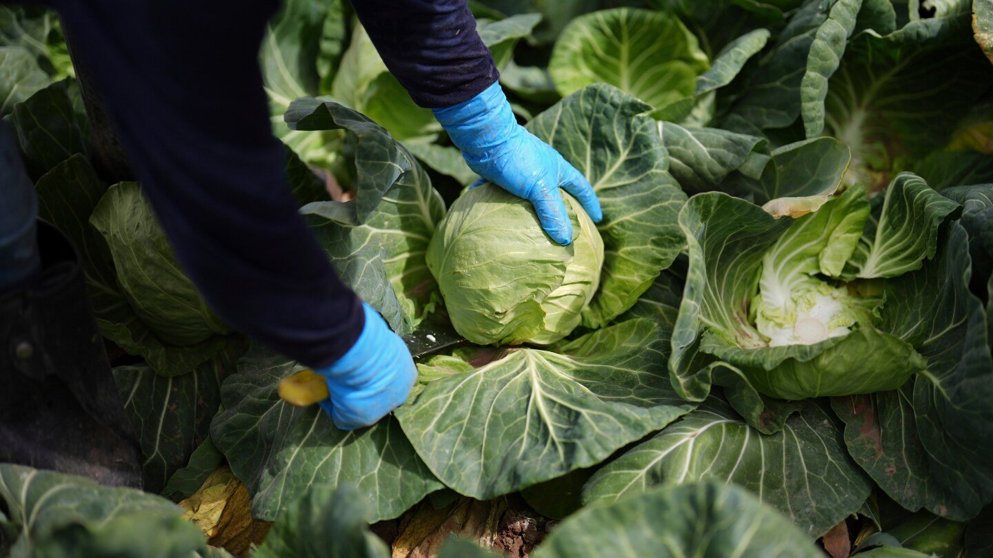 a-recipe-for-avoiding-15-million-deaths-a-year-and-climate-disaster-is-fixing-food,-scientists-say