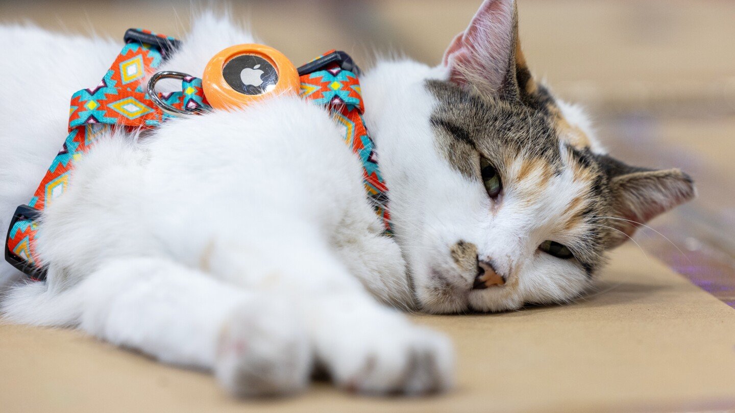 purrfect-ending:-missing-virginia-store-cat-found-after-hitching-a-ride-to-another-state